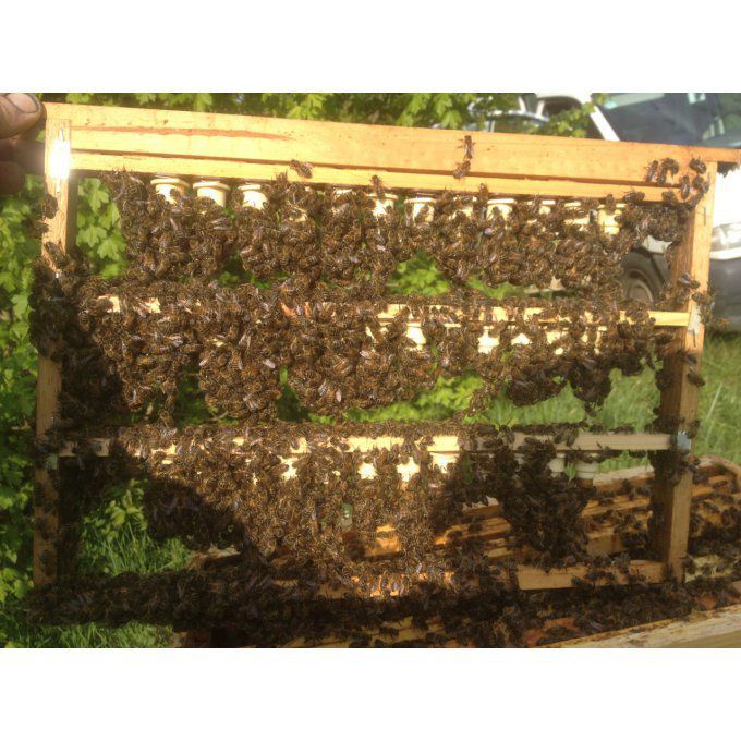 Essaim d'abeilles